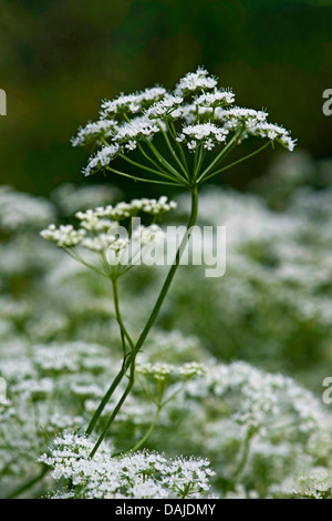Anis (Pimpinella anisum), inflorescence Banque D'Images