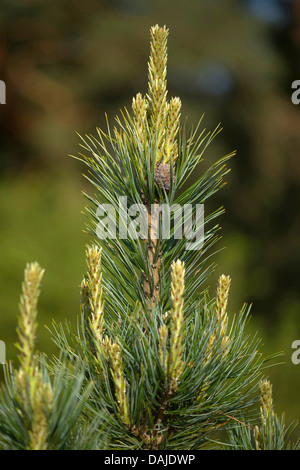 En pin cembro, arolla pin (Pinus cembra), des fusillades Banque D'Images