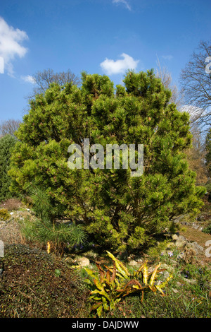 Le pin mugo, pin (Pinus mugo), seul arbre Banque D'Images