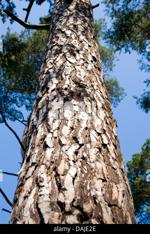 Pin sylvestre, le pin sylvestre (Pinus sylvestris), le tronc, Allemagne Banque D'Images