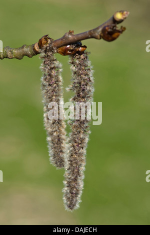 Le peuplier blanc, peuplier à feuilles d'argent, Abele (Populus alba), homme chatons, Allemagne Banque D'Images