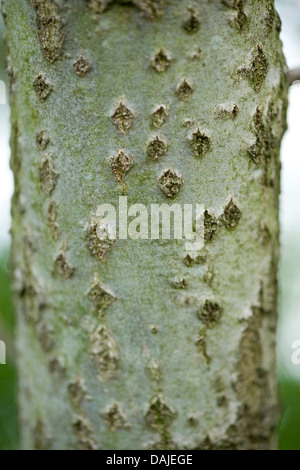 Le peuplier blanc, peuplier à feuilles d'argent, Abele (Populus alba), l'écorce, Allemagne Banque D'Images