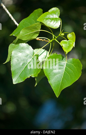 Le peuplier noir, baume de Gilead, peuplier noir (Populus nigra), les feuilles d'une branche, Allemagne Banque D'Images