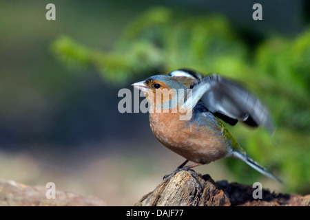 Chaffinch (Fringilla coelebs), homme en coloration nuptiale les ailes battantes, Allemagne Banque D'Images