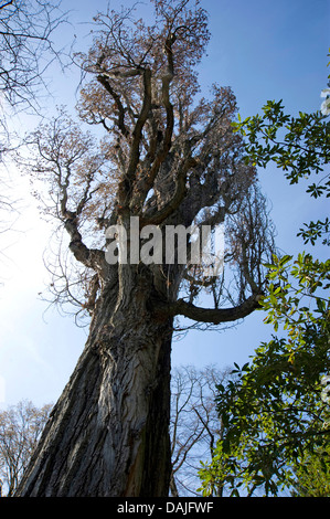 Le peuplier noir, baume de Gilead, peuplier noir (Populus nigra), seul arbre, Allemagne Banque D'Images