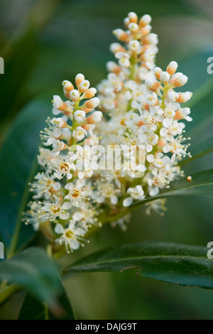 Laurel-cerise (Prunus laurocerasus), Direction générale de la floraison, Allemagne Banque D'Images