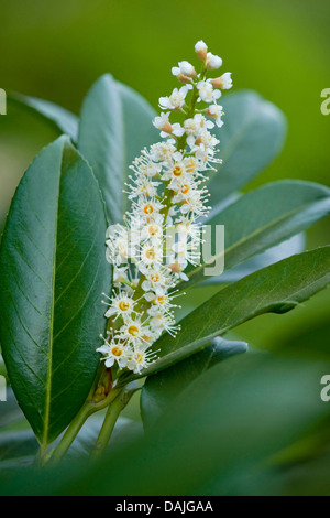 Laurel-cerise (Prunus laurocerasus), Direction générale de la floraison, Allemagne Banque D'Images