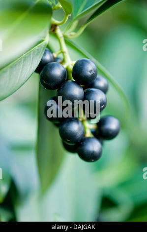 Laurel-cerise (Prunus laurocerasus), l'infructescence, Allemagne Banque D'Images