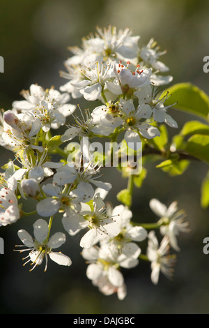 Parfumé cerise, cerisier de Sainte Lucie (Prunus mahaleb), Direction générale de la floraison, Allemagne Banque D'Images