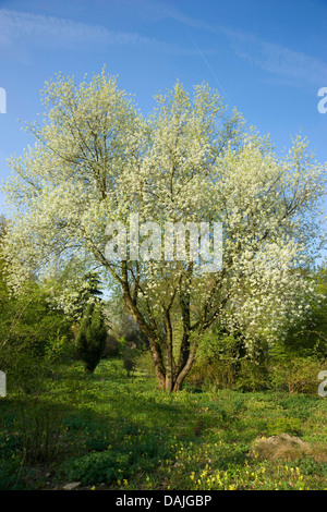 Parfumé cerise, cerisier de Sainte Lucie (Prunus mahaleb), l'Allemagne, d'arbres en fleurs Banque D'Images