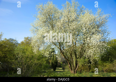 Parfumé cerise, cerisier de Sainte Lucie (Prunus mahaleb), l'Allemagne, d'arbres en fleurs Banque D'Images