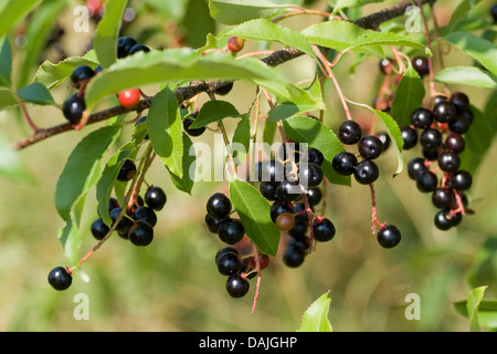 Wild Black cherry (Prunus serotina), fruits mûrs sur une branche, Allemagne Banque D'Images