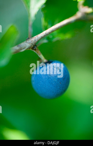 Prunellier, prunelle (Prunus spinosa), des fruits mûrs sur une branche, Allemagne Banque D'Images