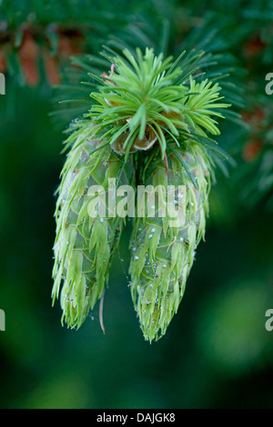 Sapin de Douglas (Pseudotsuga menziesii), branche avec cônes immatures Banque D'Images