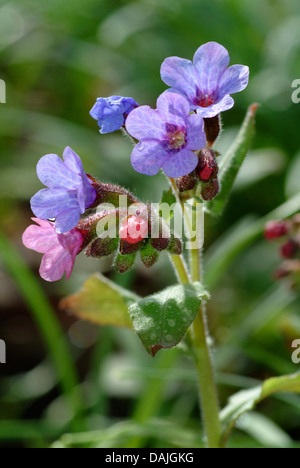 Pulmonaire officinale (Pulmonaria officinalis commune), la floraison, Allemagne Banque D'Images