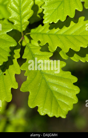 Chêne sessile (Quercus petraea), de feuilles sur une branche, Allemagne Banque D'Images