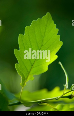 Chêne sessile (Quercus petraea), de feuilles sur une branche, Allemagne Banque D'Images