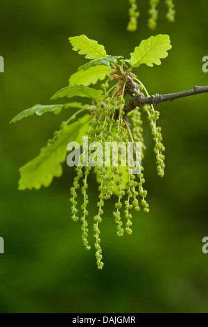 Chêne sessile (Quercus petraea), de la direction générale avec les chatons mâles et les jeunes feuilles, Allemagne Banque D'Images