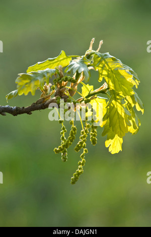 Chêne sessile (Quercus petraea), de la direction générale avec les chatons mâles et les jeunes feuilles, Allemagne Banque D'Images