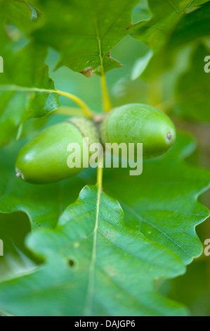 Chêne sessile (Quercus petraea), les glands sur un arbre, Allemagne Banque D'Images