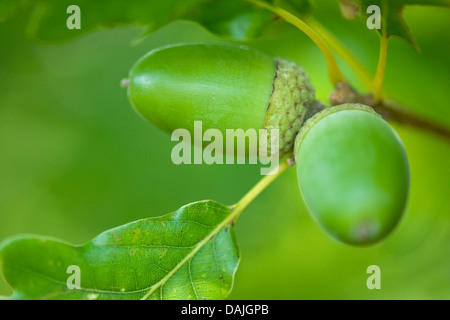 Chêne sessile (Quercus petraea), les glands sur un arbre, Allemagne Banque D'Images