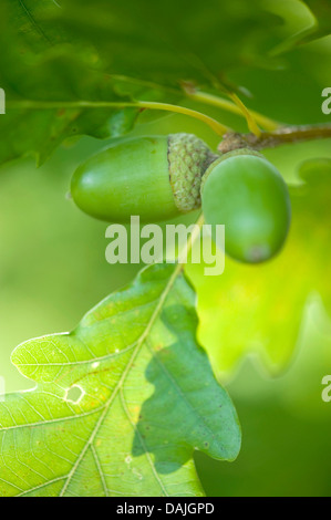 Chêne sessile (Quercus petraea), les glands sur un arbre, Allemagne Banque D'Images