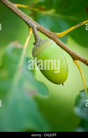 Chêne sessile (Quercus petraea), acorn sur un arbre, Allemagne Banque D'Images