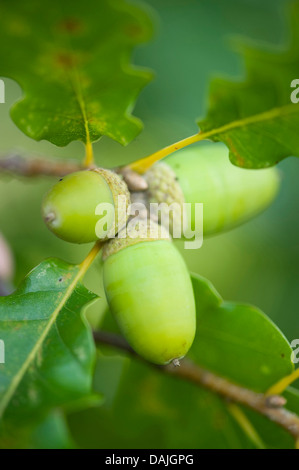 Chêne sessile (Quercus petraea), les glands sur un arbre, Allemagne Banque D'Images