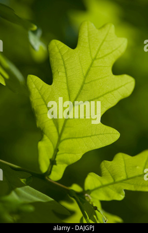 Le chêne commun, le chêne pédonculé, chêne pédonculé (Quercus robur), feuilles sur un arbre en contre-jour, Allemagne Banque D'Images