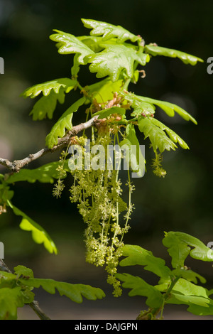 Le chêne commun, le chêne pédonculé, chêne pédonculé (Quercus robur), de la direction générale avec les jeunes feuilles et les chatons mâles, Allemagne Banque D'Images