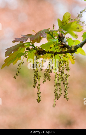 Le chêne commun, le chêne pédonculé, chêne pédonculé (Quercus robur), de la direction générale avec les jeunes feuilles et les chatons mâles, Allemagne Banque D'Images