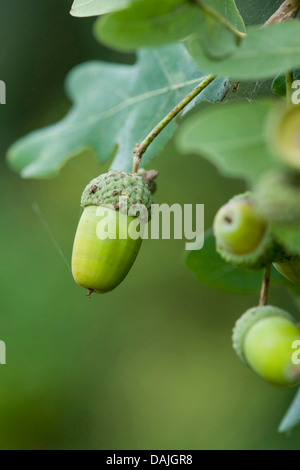 Le chêne commun, le chêne pédonculé, chêne pédonculé (Quercus robur), les glands sur un arbre, Allemagne Banque D'Images