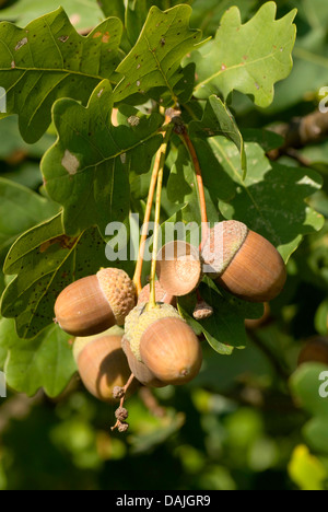 Le chêne commun, le chêne pédonculé, chêne pédonculé (Quercus robur), les glands sur un arbre, Allemagne Banque D'Images