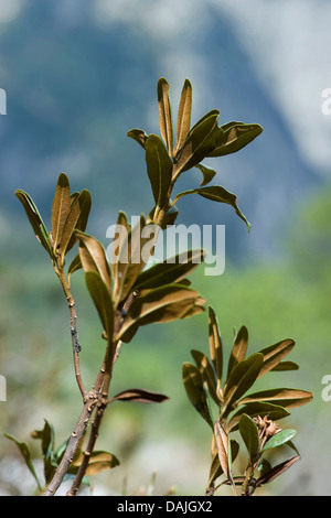 Rose des alpes à feuilles rouille (Rhododendron ferrugineum), les feuilles d'en bas, Suisse Banque D'Images