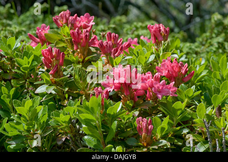 Rose des alpes velu (Rhododendron hirsutum), blooming, Suisse Banque D'Images