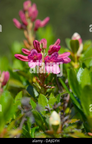 Rose des alpes velu (Rhododendron hirsutum), blooming, Suisse Banque D'Images