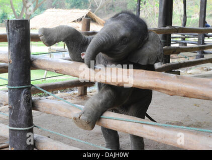 Un bébé éléphant monte une clôture à Maesa Elephant Camp à Chiang Mai, Thaïlande, 24 mars 2011. Photo : Jens Kalaene Banque D'Images