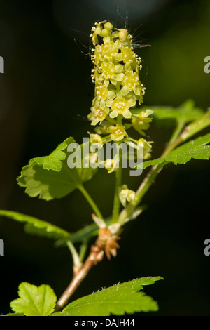 Cassis (Ribes alpinum de montagne), la floraison, Allemagne Banque D'Images