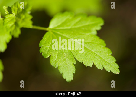 Cassis (Ribes alpinum de montagne), feuille, Allemagne Banque D'Images