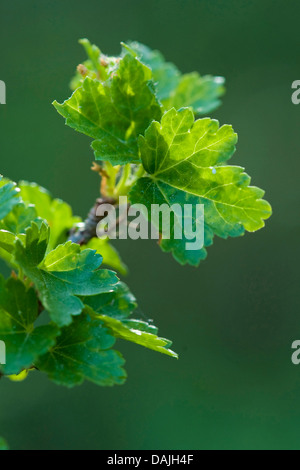 Cassis (Ribes alpinum de montagne), succursale à rétroéclairage, Allemagne Banque D'Images