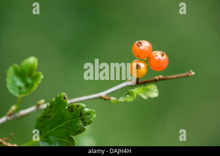 Cassis (Ribes alpinum de montagne), branche avec fruits, Allemagne Banque D'Images