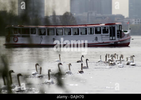 L'Alster cygnes nager en face d'un voile de lancement sur l'Alster à Hambourg, Allemagne, 11 avril 2011. Autour de 90 swan quittent leurs logements en hiver l'Eppendorf mill pond et sont escortés par un bateau à l'endroit normal dans la partie extérieure de l'Alster. Photo : Malte Chrétiens Banque D'Images