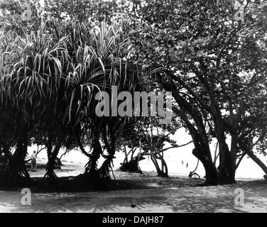 (Dossier) - Un fichier photo dpa en date du 01 juin 1982 montre une plage idyllique dans la baie des Cochons sur la côte sud de Cuba. Le 17 avril 1961, CIA formés et équipés d'exilés cubains -atterri ici dans une tentative de renverser le régime de Castro. La tentative de coup d'État ont entraîné une détérioration permanente de nous-cubaine de relations. Photo : Manfred Uhlenhut Banque D'Images