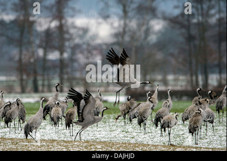 Grue cendrée grue eurasienne, (Grus grus), groupe en hiver paysage, ALLEMAGNE, Basse-Saxe, Oppenweher Moor Banque D'Images