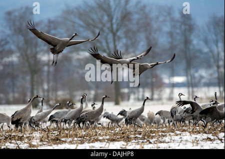 Grue cendrée grue eurasienne, (Grus grus), trois grues landing au sein d'un groupe, l'ALLEMAGNE, Basse-Saxe, Oppenweher Moor Banque D'Images