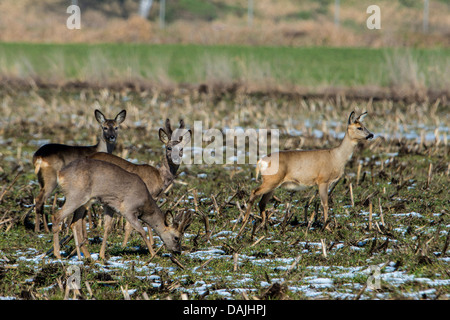 Le chevreuil (Capreolus capreolus), debout sur un champ de maïs récolté, en Allemagne, en Basse-Saxe, Oppenweher Moor Banque D'Images