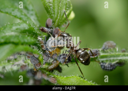 Black ant, fourmi noire, jardin commun (Lasius niger) ant, traite les simulies, Germany Banque D'Images