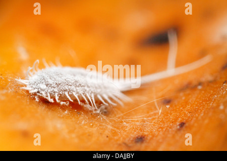 Cochenille farineuse (Pseudococcus longispinus longtailed), sur une feuille d'orchidée jaune, l'Allemagne, la Bavière Banque D'Images