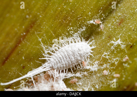 Cochenille farineuse (Pseudococcus longispinus longtailed), assis sur une feuille, l'Allemagne, la Bavière Banque D'Images