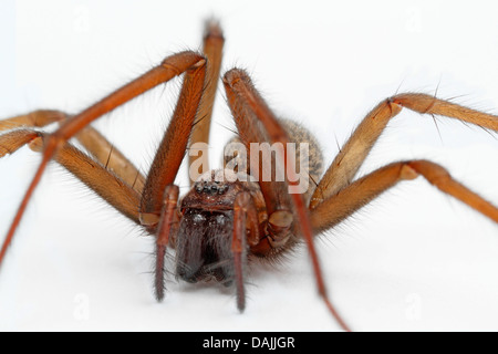 Maison européenne commune Spider, Spider, grange maison moindre funnel weaver (Tegenaria domestica), macro shot, Germany Banque D'Images